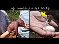 9 Most Unusual Baby Animals In The World Urdu | دنیا میں موجود جانوروں کے بچے | Haider Tv