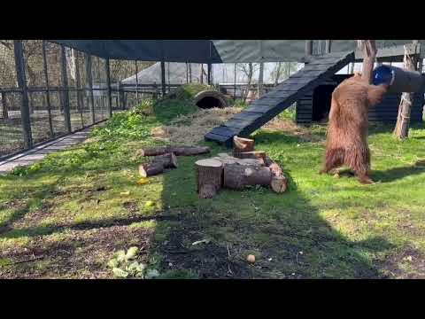 Russian bear that was kept as a pet in small house and fed bread arrives in Scotland for new life