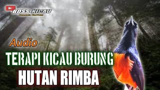 Masteran Terapi Kicau Burung Hutan Rimba