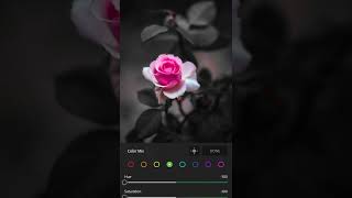 lightroom photo editing beautiful flower Rose🌹editing video Short kunal editing video screenshot 3