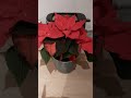 Mein Weihnachtsstern!