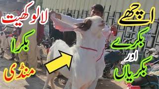 Lalukhet Bakra Mandi Rate Update | Karachi | December 19, 2021 | TANVEER VLOGS