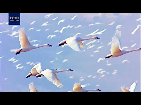 Провинция Хэйлунцзян: житница и сокровищница Китая