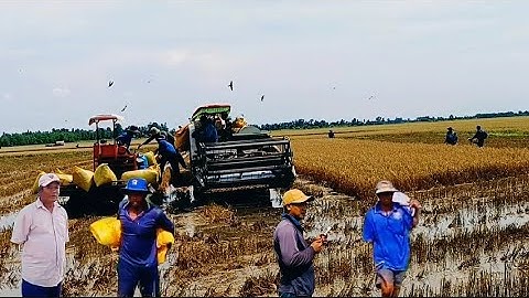 Nước lũ nhóm vực nông dân Xã Ô Lâm tranh thủ thu hoạch lúa thất mùa giá lúa bắt ổn.