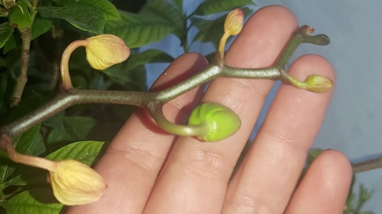 Orchideen Knospen Werden Gelb Und Fallen Ab Knospen an Orchideen vertrocknen und fallen ab - YouTube