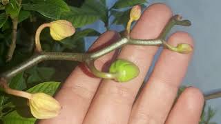 Knospen An Orchideen Vertrocknen Und Fallen Ab