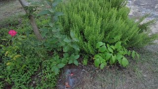 Hobi̇ Bahcemi̇zde Sulama Yaptik İnci̇r Topladik