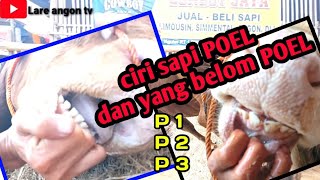 cara mengetahui sapi PoEL dan belum PoEL. @sobatsapichanel