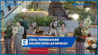 Viral Pernikahan Anjing Digelar Mewah, Habiskan Biaya Hingga