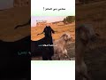 محامي بني الماعز دبلجة مضحكة اكسبلور السعودية دوبلاج Shorts My Kingo 