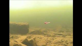 Underwater Impulse Helium Mayfly