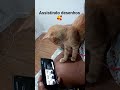 Mel assistindo desenhos 🥰 #cat #netflix #caminhoparaumavidamelhor #deustemumapalavrapravoce #humor