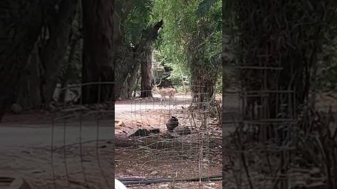 day in Chennai zoo 21st may 2025