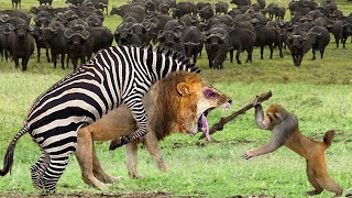 Top 10 Animals that Can Knock Down LIONS To Rescue Fellow | Lion vs Zebra, Buffalo, Baboon, Hippo...