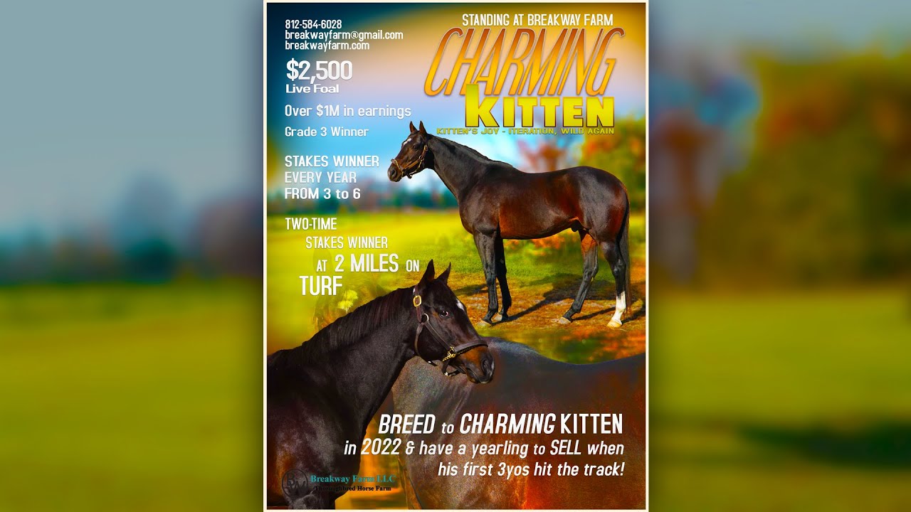 Charming Kitten - Standing at Breakway Farm