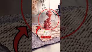 How Baby Birds Looks Like (SHOCKING!) #birds #animals #shorts