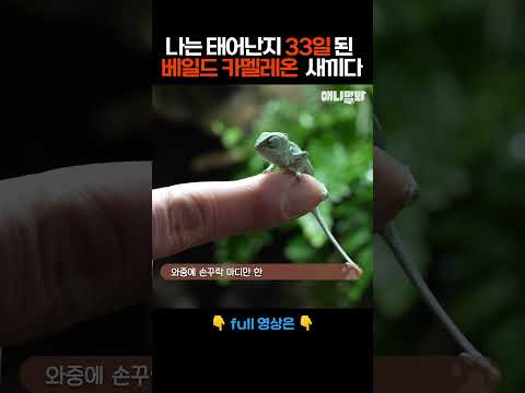 나는 태어난 <strong>지</strong> 33일 된 카멜레온 새끼다 [애니멀봐 나새끼 107호] #애니멀봐 #<strong>shorts</strong>