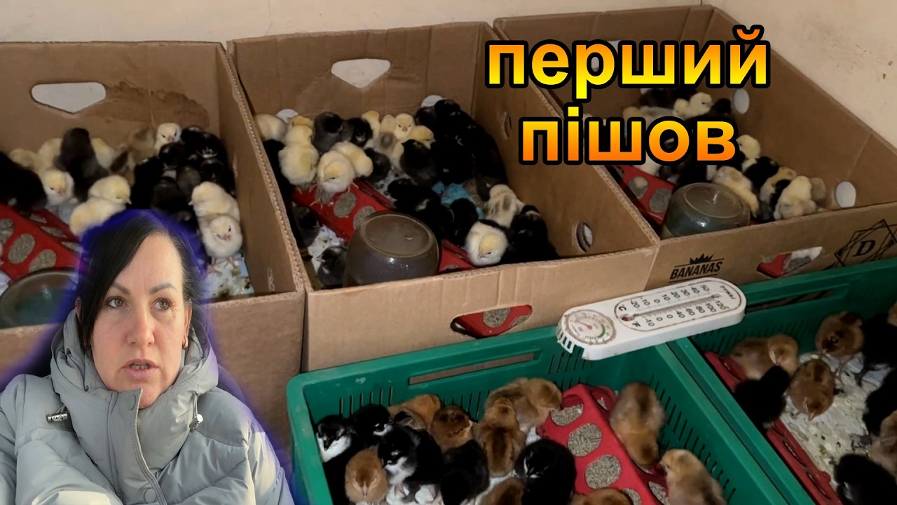 Бізнес в селі. Придбала перших курчат Домінант для підрощення