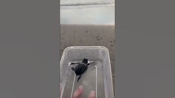 Thumbnail of What are your thoughts on this? C: Unknown #seaturtles #turtles #sea #marinebiology #ocean #animal
