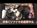 帰宅したら4にゃんずで仲良くソファでお昼寝してました♪の巻【うちのこ4にゃんず】