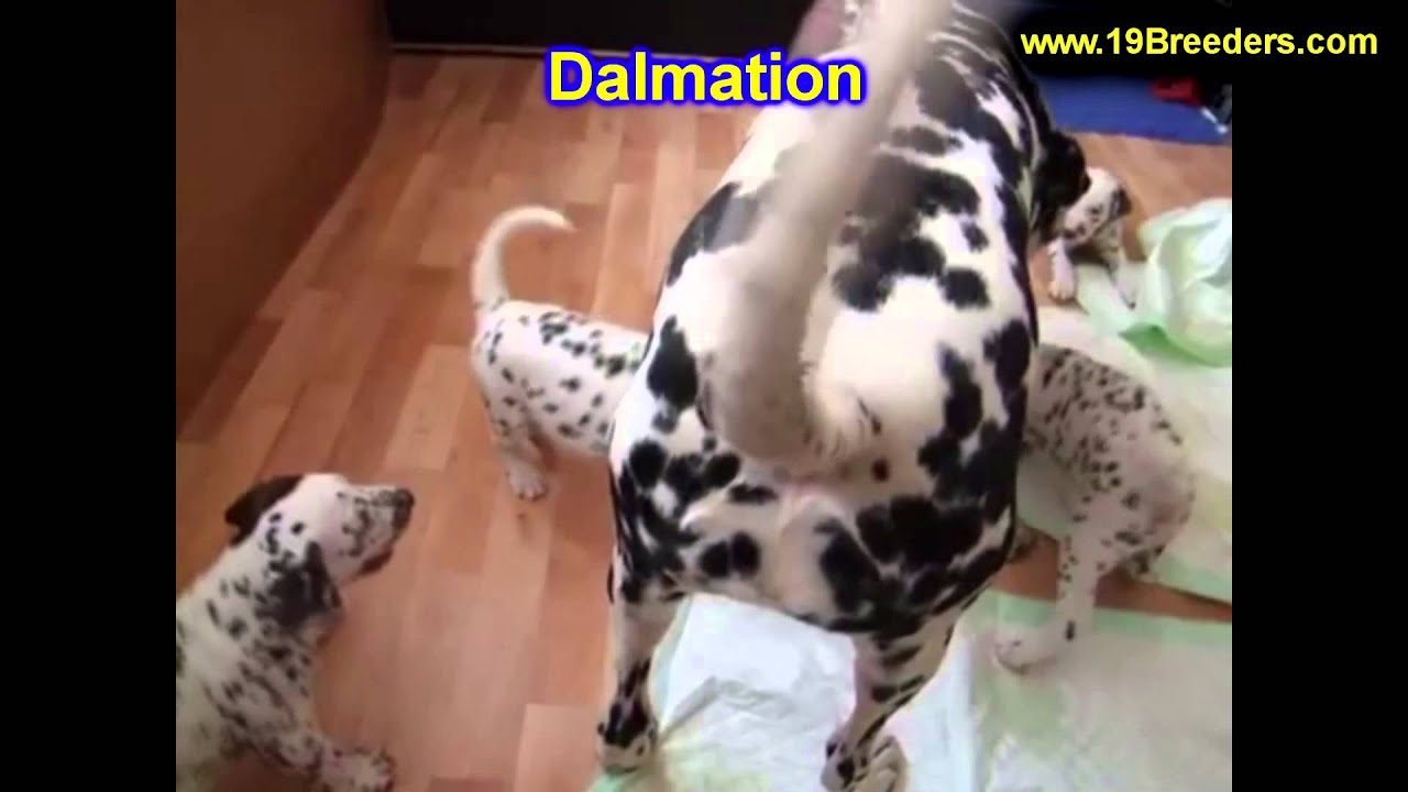 Dalmation, Puppies, For, Sale, In, Kearney, Nebraska, NE, Fremont