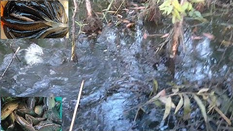 Cắm câu cá lóc | vậy là kết thúc một hành trình cắm câu mùa nước nổi | Long An quê tôi