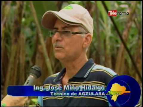 Ecuador Agropecuario 25-07-2016