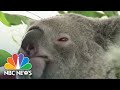 Australia Lists Koalas As Endangered Species