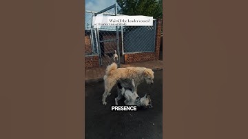 Two Dogs Were Fighting… Until the Pack Leader Did THIS❗️ #dogshorts