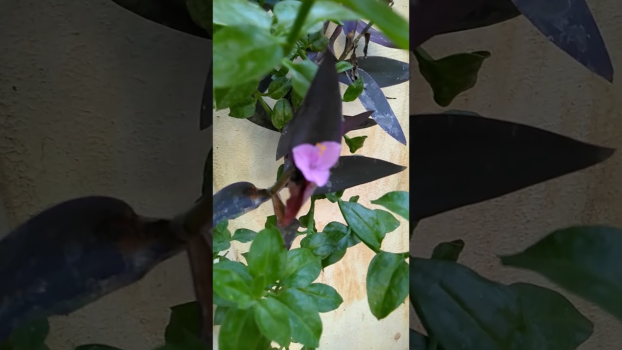 Hanging Plant| Baby Sunrose.Purple 💜