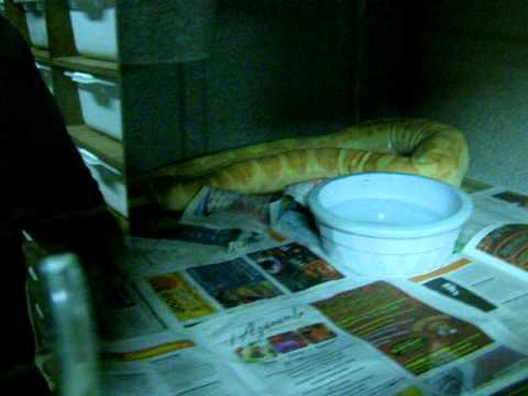 rat snakes in alabama Brian Gundy Shares Technique On How To Prevent Having Mites