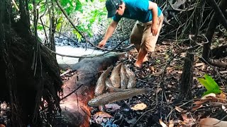 Lihat Ikan Nya !! Kalau Nguras Di Sungai Tengah Hutan.  Banyak Dan Besar Besar. Auto Panen.