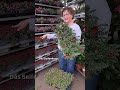 Die nächste Lieferung mit Juni-Sturz-Preisen🤯💯🙌🏻 #gartencenter #garten