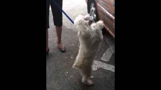 Tacha The Mini Poodle is an adoptable pet with Pet Rescue By Judy i...