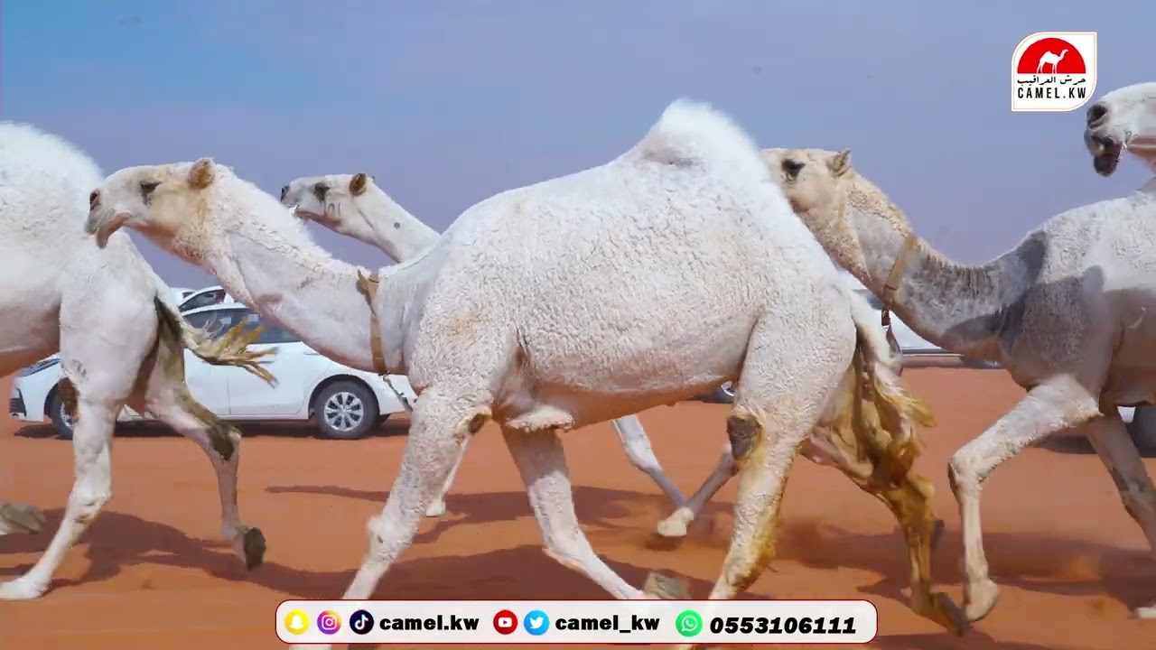 مسيرة رجل الاعمال/  حمدان بن عبدالله بن فهيد الشيباني