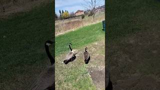 Bhai ye duck nahi park ka don hai 🦆😎🌿💚Ye apni duniya ka king hai 👑🦆Isko kehte hain real swag walk 🦆✨