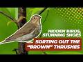 The Most Beautiful Bird Songs Meet The Brown Thrushes Of North America 