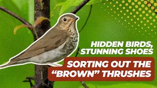 The Most Beautiful Bird Songs? Meet the "Brown" Thrushes of North America screenshot 5