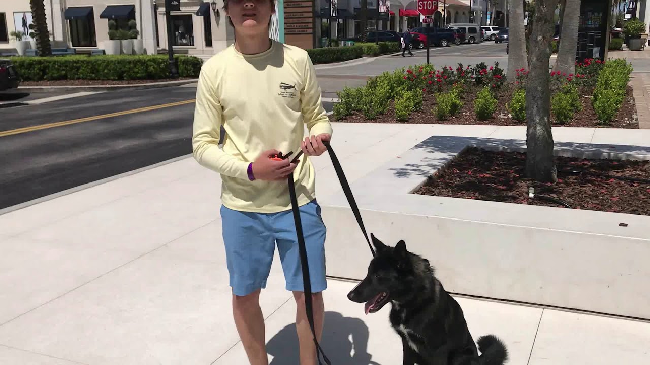 Best Dog Training in the Country!! Jacksonville, FL 2 week before and after video YouTube