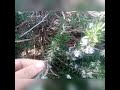 يزير وصفة فعالة لعلاج الحمى ونزلة البرد الاعشاب طبيعية 