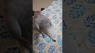 bhai seriously bahut Shaitan Hai yah 😆🦜😂@muskankhatra #greyparrot #princess #parrot #birds #cute