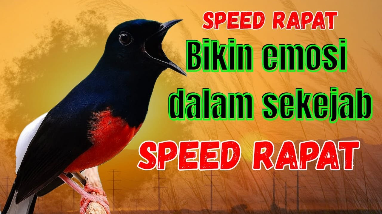 🔥PANCINGAN MURAI GACOR AMPUH MENJADIKAN MURAI BATU DIAM LANGSUNG BUNYI DENGAN SEKALI PUTAR