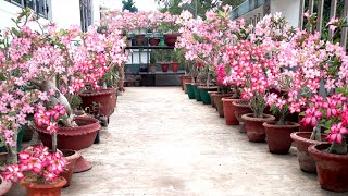 Spectacular Adenium Flowers || all out Blooming in Summer