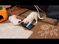 Розовая Пантера умеет лучше Османа играть в игру на планшете! Тайские кошки - это чудо! Funny Cats