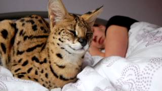 Savannah Cat Tv The First Year Of A Serval Life Youtube
