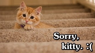 7 Reasons Why Cats are Terrible Pets (Why I Will Not Adopt Another Cat)