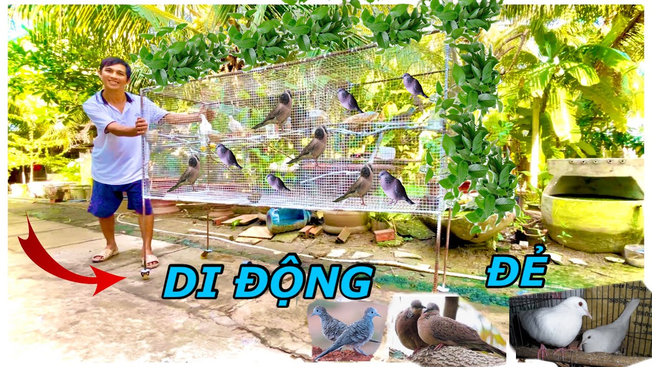 Làm Avi Di Động Cho Chim Sinh Sản | Anh Tư Khải Tv