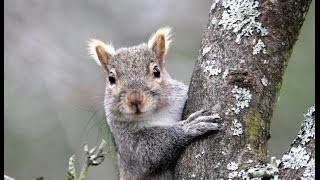 gray squirrel nest. drey.