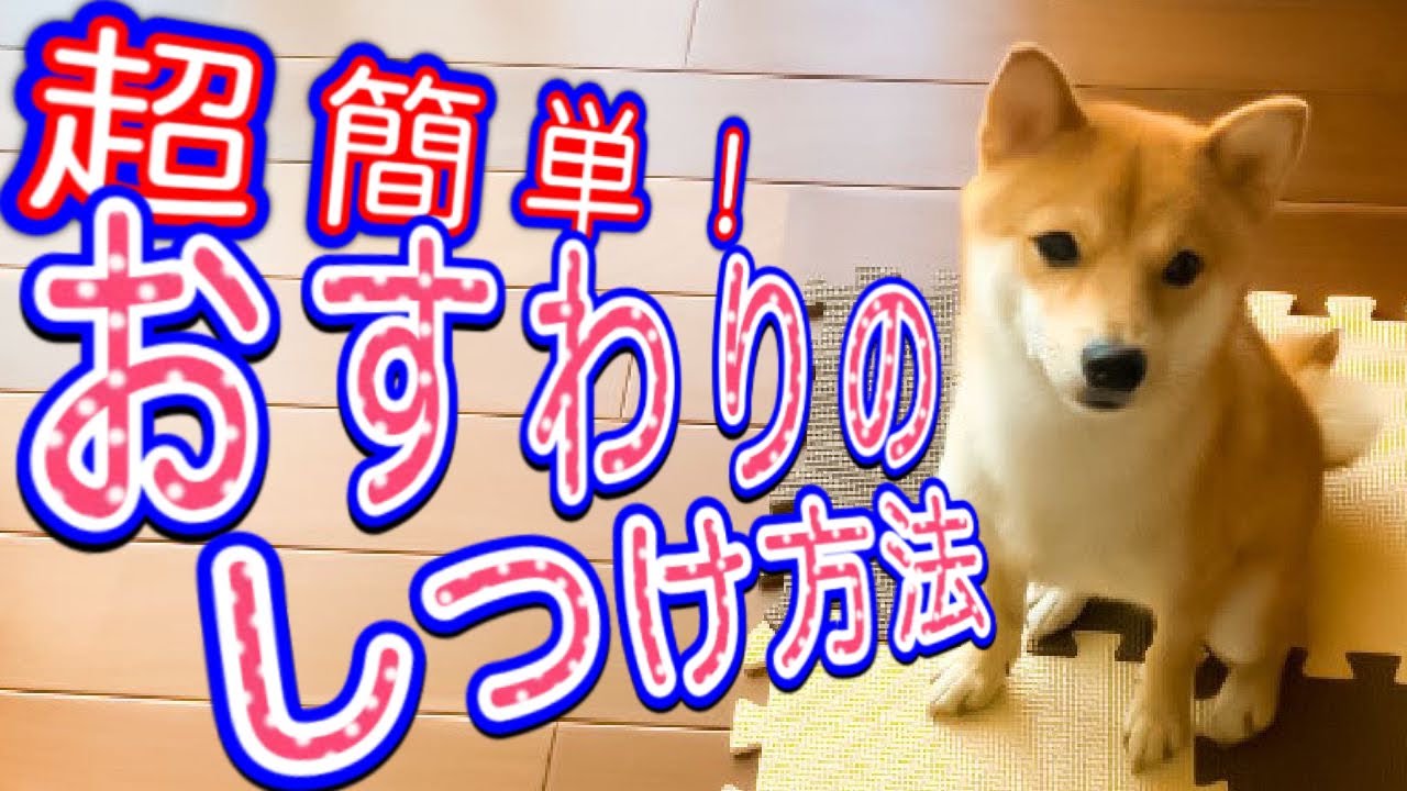 しつけ】超簡単！柴犬の初心者飼い主でも教えれる「おすわり」の4つの
