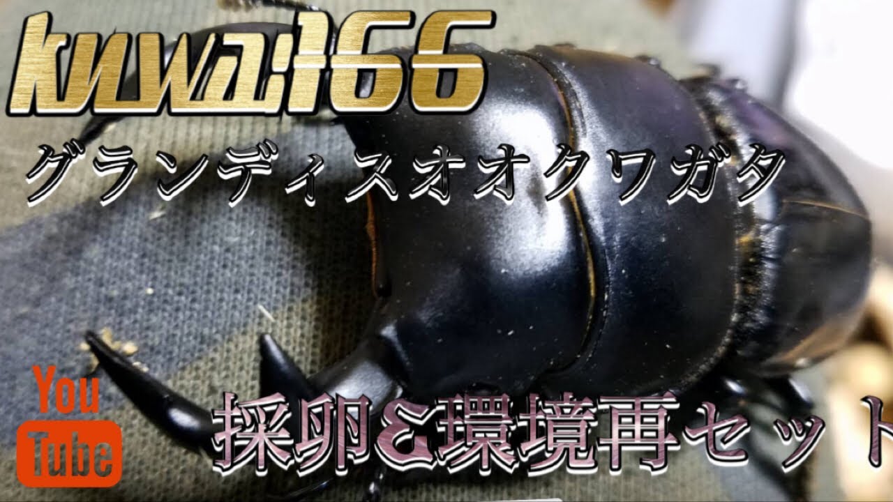 1年と半年越しの実り！長かった…クワガタ&カブトムシ【グランディス